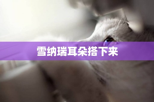 雪納瑞耳朵搭下來