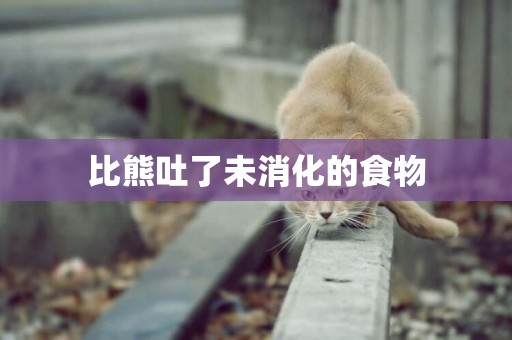 比熊吐了未消化的食物