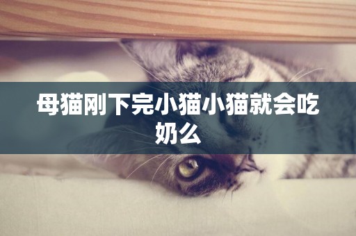 母貓剛下完小貓小貓就會吃奶么