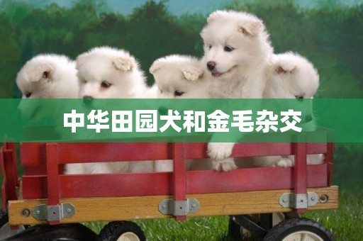 中華田園犬和金毛雜交