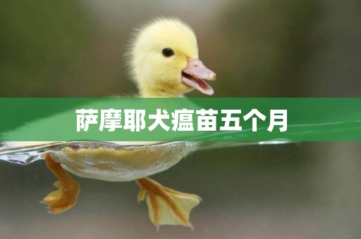 薩摩耶犬瘟苗五個月