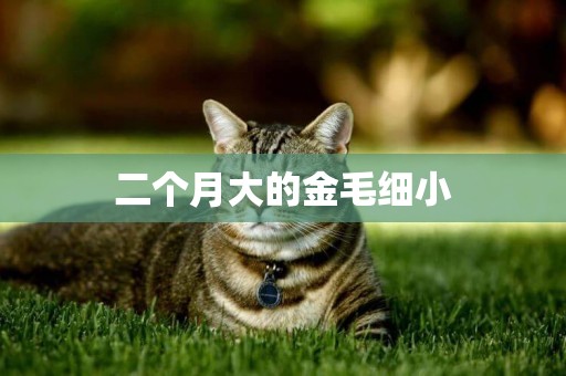 二個月大的金毛細小