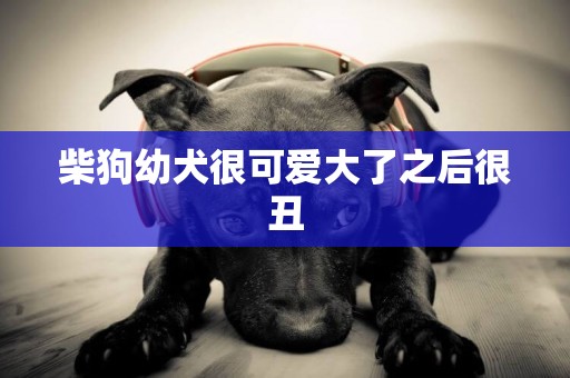 柴狗幼犬很可愛大了之后很丑