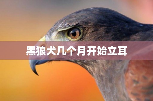 黑狼犬幾個月開始立耳