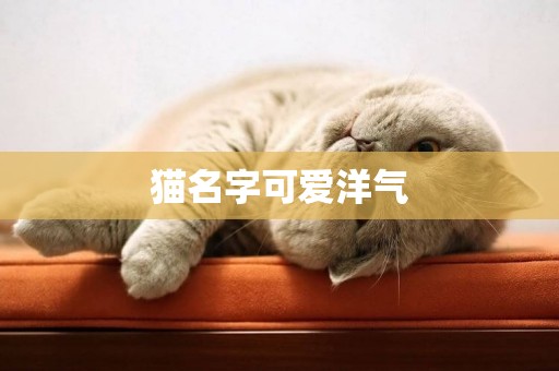 貓名字可愛洋氣