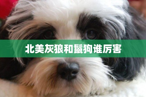 北美灰狼和鬣狗誰厲害