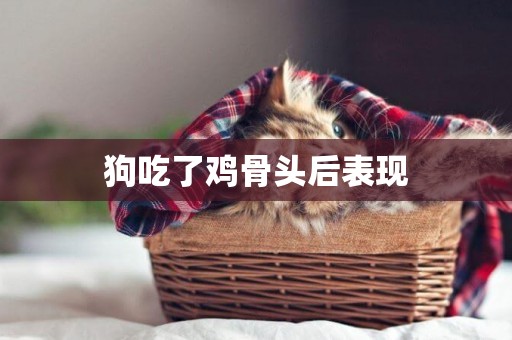狗吃了雞骨頭后表現