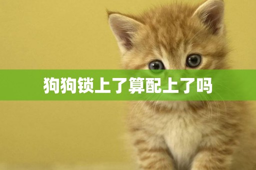 狗狗鎖上了算配上了嗎