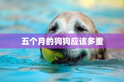 五個月的狗狗應該多重