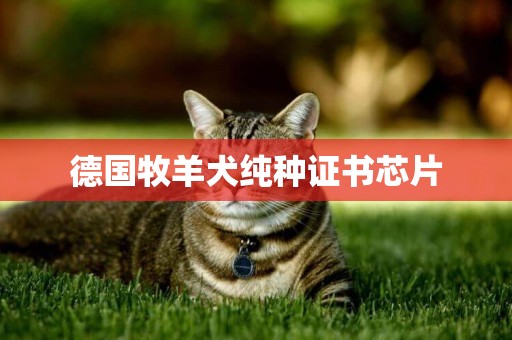 德國牧羊犬純種證書芯片