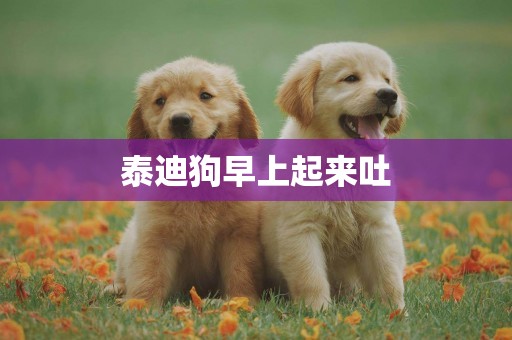 泰迪狗早上起來吐