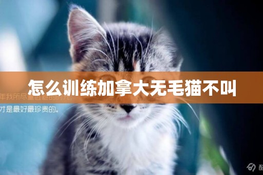 怎么訓練加拿大無毛貓不叫