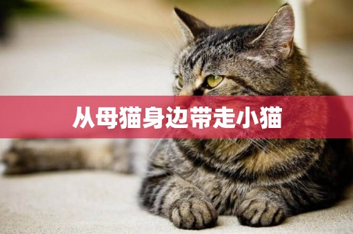 從母貓身邊帶走小貓