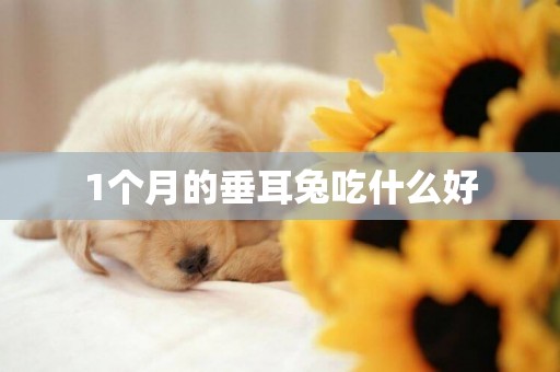 1個月的垂耳兔吃什么好