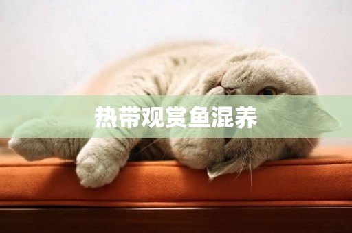 熱帶觀賞魚混養 熱帶觀賞魚混養