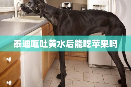 泰迪嘔吐黃水后能吃蘋果嗎