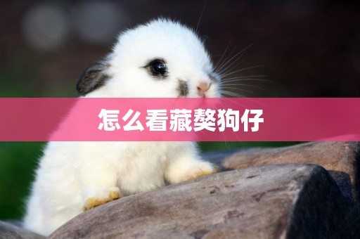 怎么看藏獒狗仔