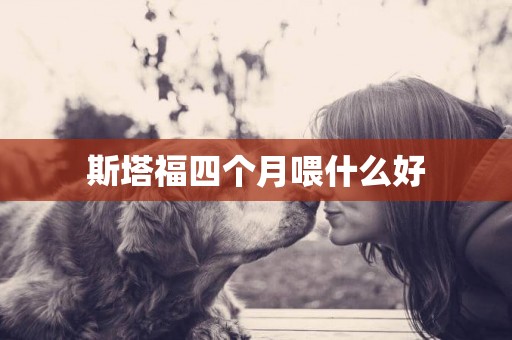 斯塔福四個月喂什么好