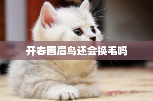 開春畫眉鳥還會換毛嗎
