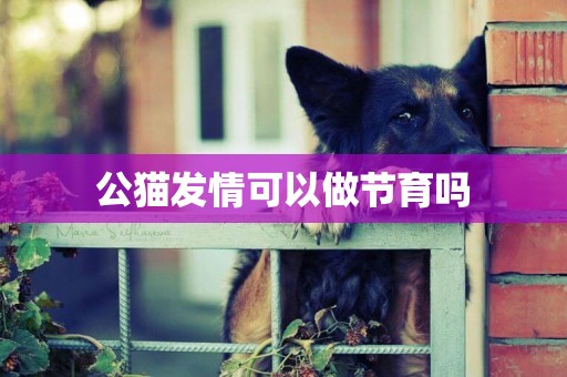 公貓發情可以做節育嗎