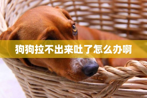 狗狗拉不出來吐了怎么辦啊