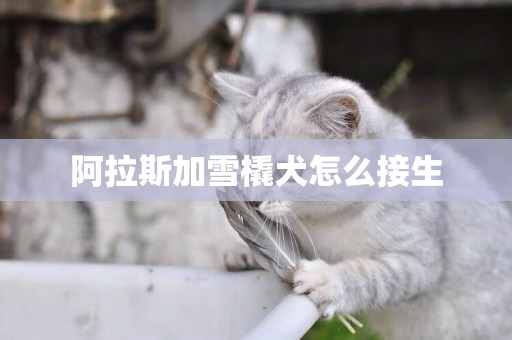 阿拉斯加雪橇犬怎么接生 阿拉斯加雪橇犬怎么接生