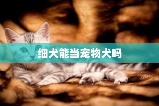 細犬能當寵物犬嗎