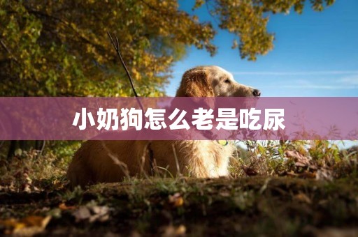 小奶狗怎么老是吃尿