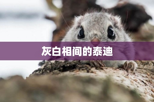 灰白相間的泰迪