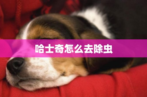 哈士奇怎么去除蟲