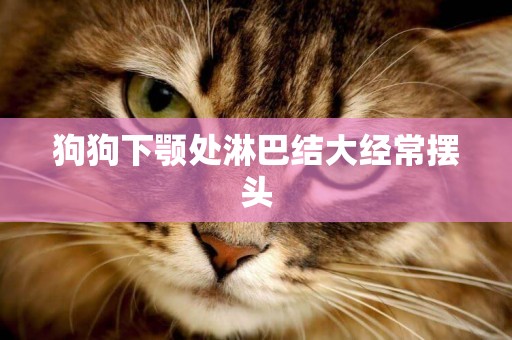 狗狗下顎處淋巴結大經常擺頭