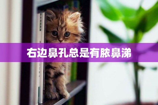 右邊鼻孔總是有膿鼻涕
