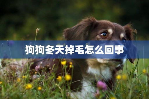 狗狗冬天掉毛怎么回事