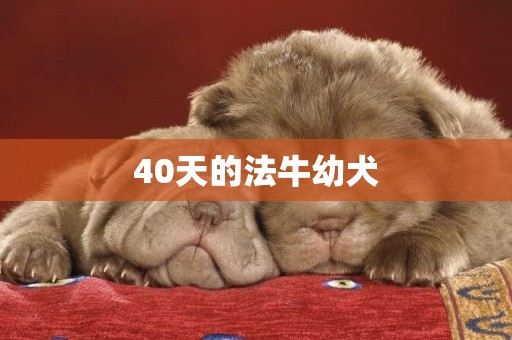 40天的法牛幼犬