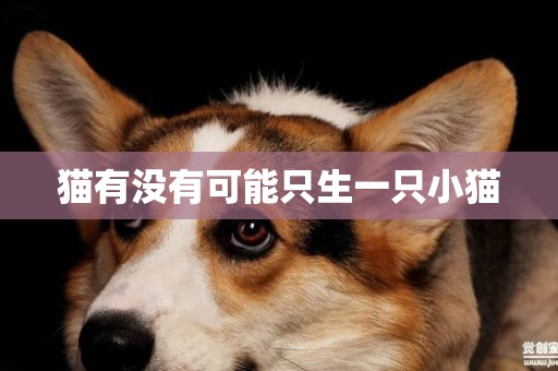 貓有沒有可能只生一只小貓