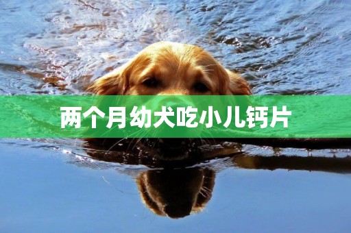 兩個月幼犬吃小兒鈣片