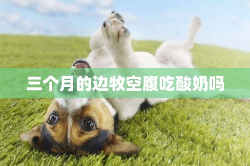 三個月的邊牧空腹吃酸奶嗎