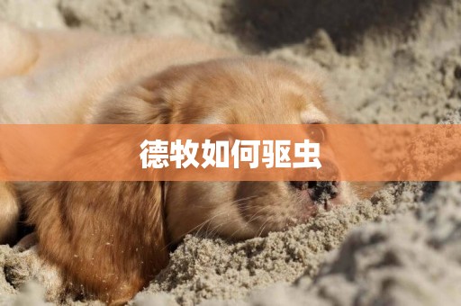 德牧如何驅蟲