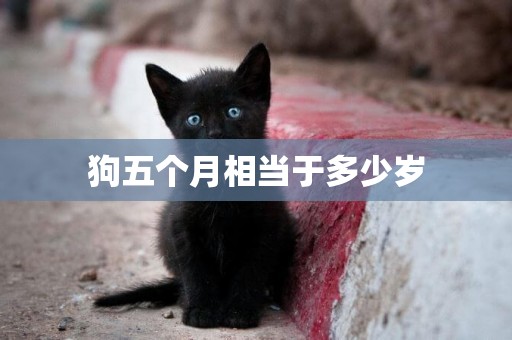 狗五個月相當于多少歲