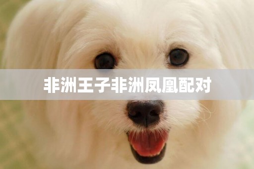 非洲王子非洲鳳凰配對