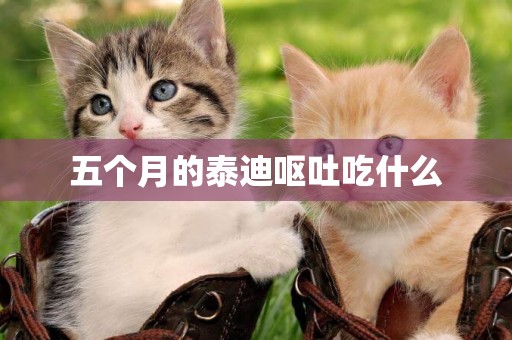 五個月的泰迪嘔吐吃什么