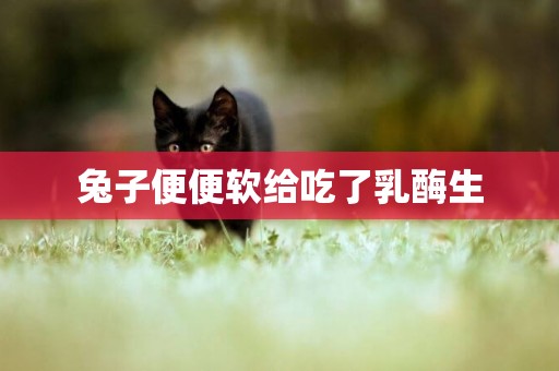 兔子便便軟給吃了乳酶生