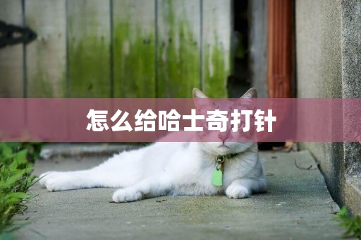 怎么給哈士奇打針