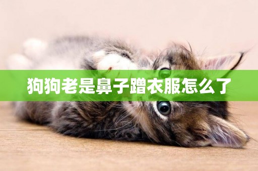 狗狗老是鼻子蹭衣服怎么了