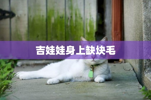 吉娃娃身上缺塊毛