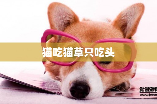 貓吃貓草只吃頭