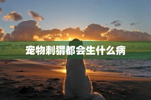 寵物刺猬都會生什么病