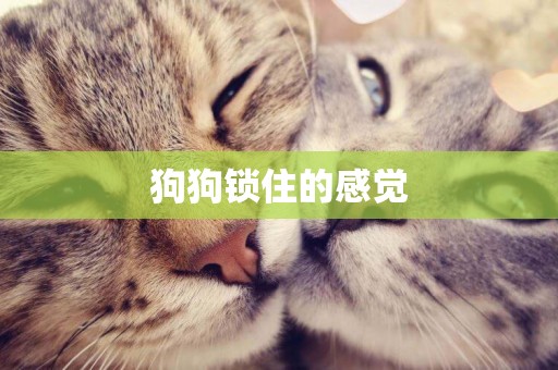 狗狗鎖住的感覺