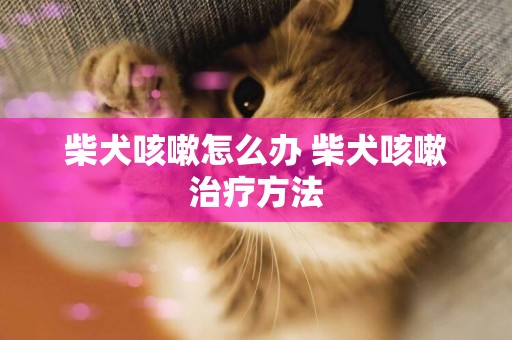 柴犬咳嗽怎么辦 柴犬咳嗽治療方法
