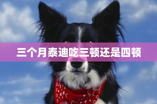 三個月泰迪吃三頓還是四頓